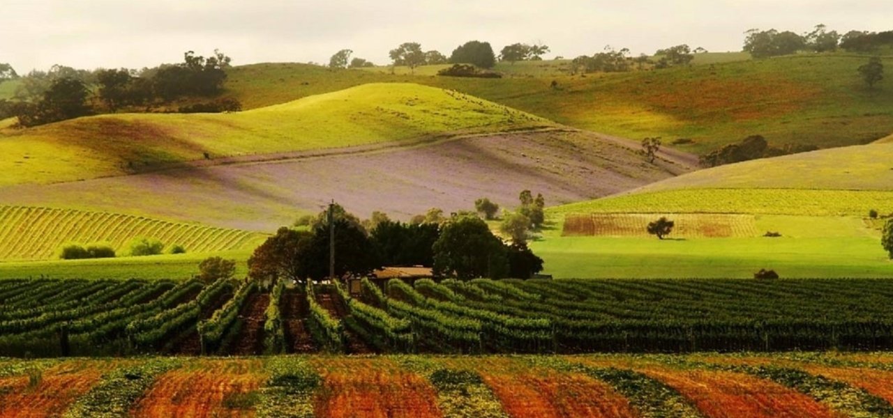 The Barossa Vineyards